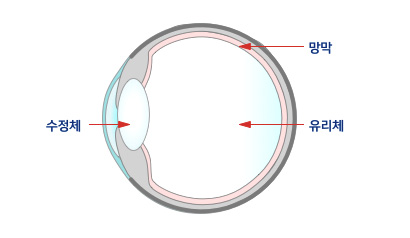 정상 안구 단면도 이미지